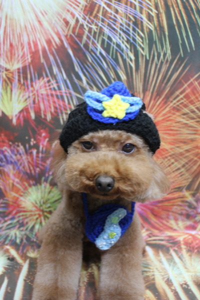 千葉県市川市のトイプードルのトリミング画像