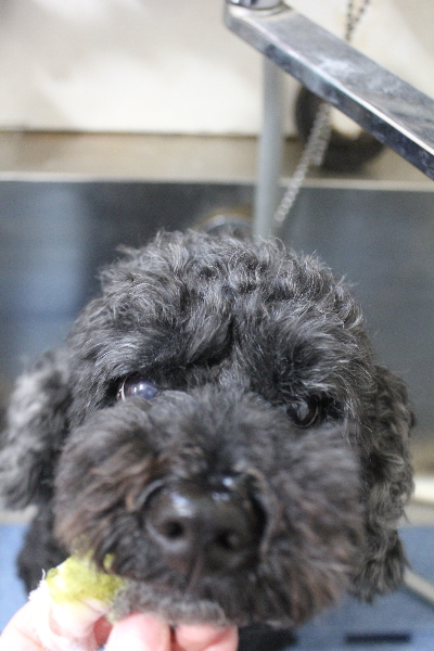 千葉県松戸市のトイプードルの歯磨き画像