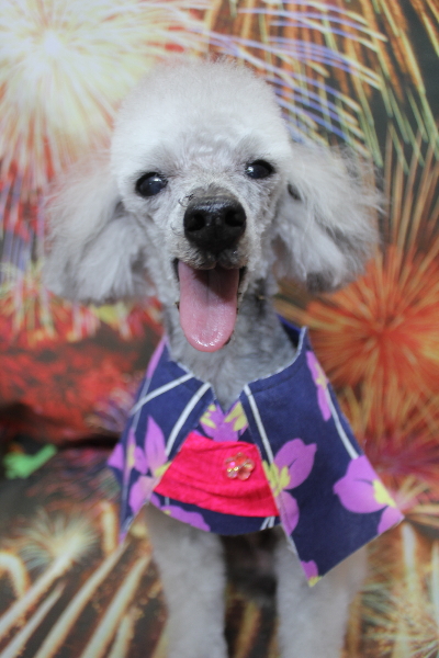 千葉県船橋市のトイプードルのトリミング画像