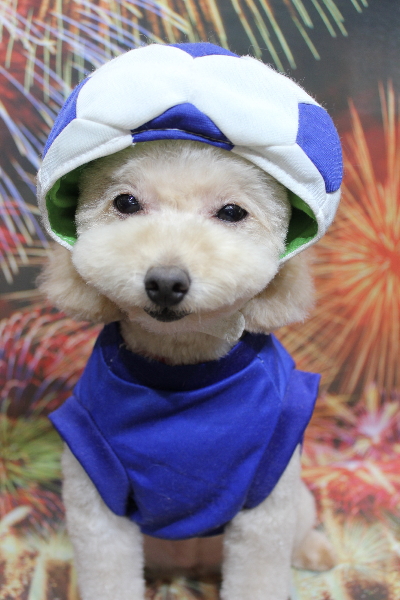 千葉県鎌ケ谷市のトイプードルのトリミング画像