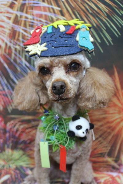 千葉県船橋市のトイプードルのトリミング画像