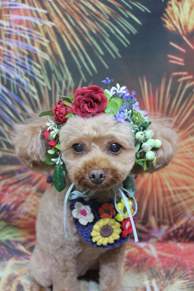 神奈川県横浜市のトイプードルのトリミング画像