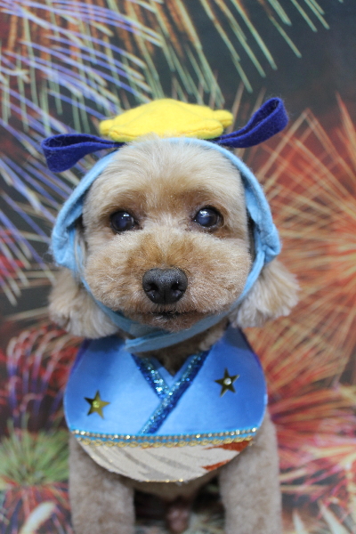 千葉県船橋市のトイプードルのトリミング画像