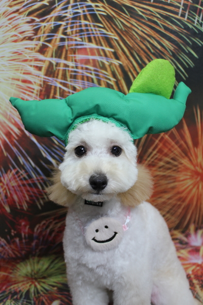 千葉県松戸市のトイプードルのトリミング画像