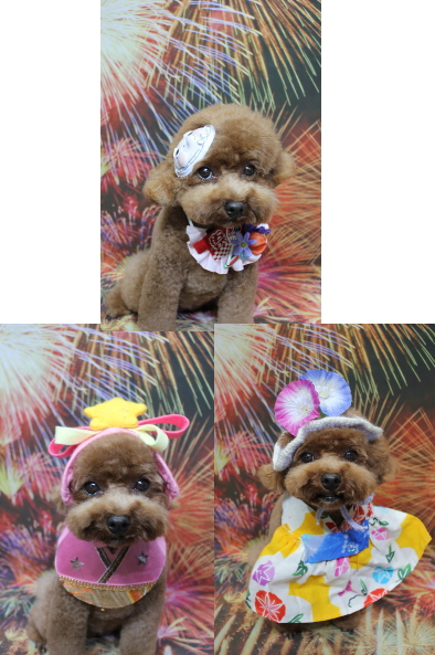 千葉県鎌ケ谷市トイプードルのトリミング画像