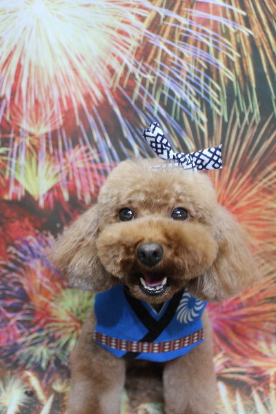 千葉県市川市のトイプードルのトリミング画像