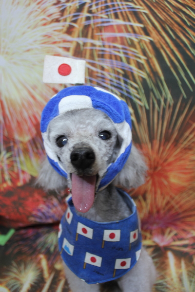 千葉県船橋市のトイプードルのトリミング画像