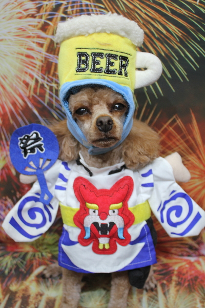 千葉県船橋市のトイプードルのトリミング画像