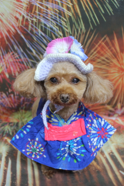 神奈川県横浜市のトイプードルのトリミング画像