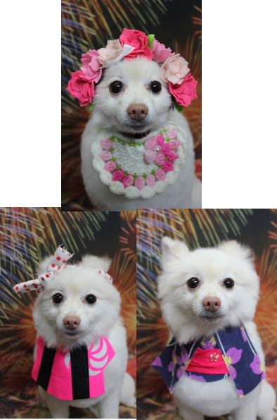 千葉県鎌ケ谷市ポメラニアンのトリミング画像