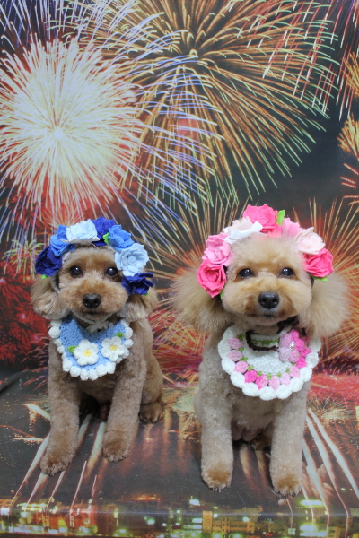 千葉県船橋市のトイプードルのトリミング画像