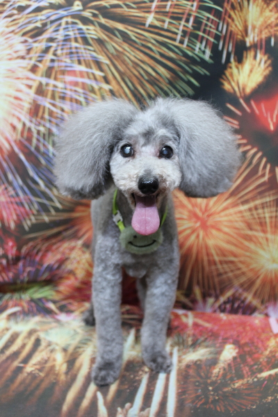 千葉県船橋市のトイプードルのトリミング画像