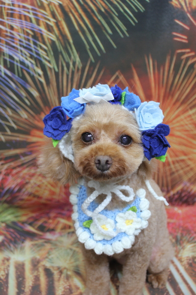 神奈川県横浜市のトイプードルのトリミング画像