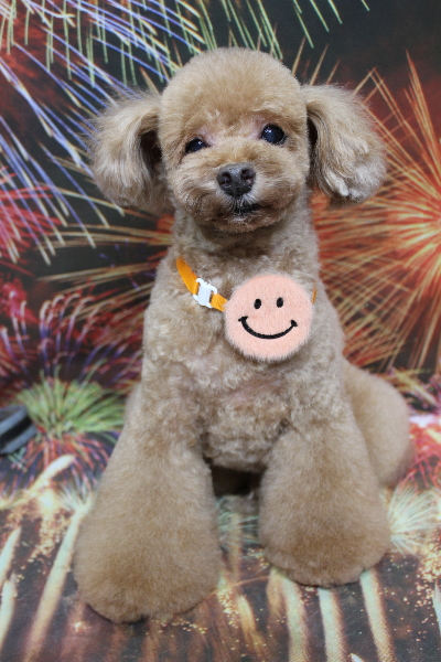 千葉県船橋市のトイプードルのトリミング画像