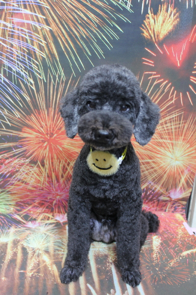 千葉県松戸市のトイプードルのトリミング画像