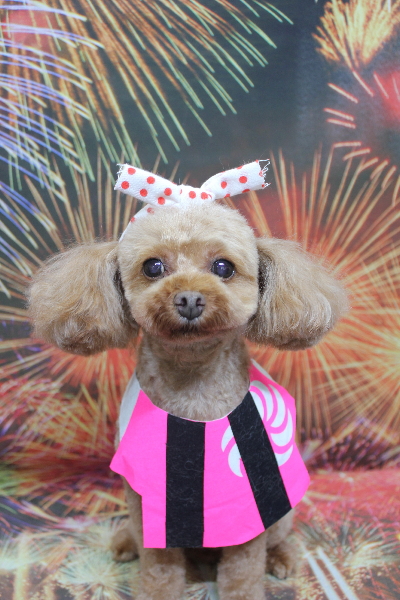 神奈川県横浜市のトイプードルのトリミング画像