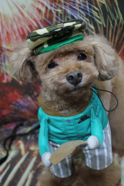 千葉県船橋市のトイプードルのトリミング画像