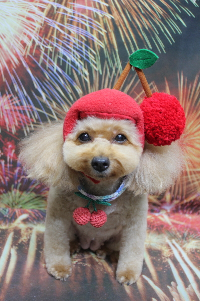 千葉県船橋市のトイプードルのトリミング画像