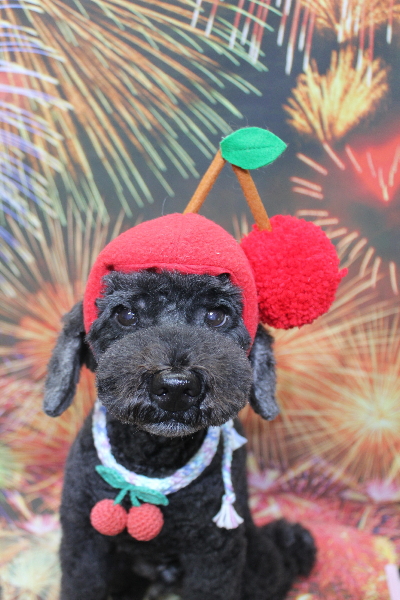 千葉県松戸市のトイプードルのトリミング画像