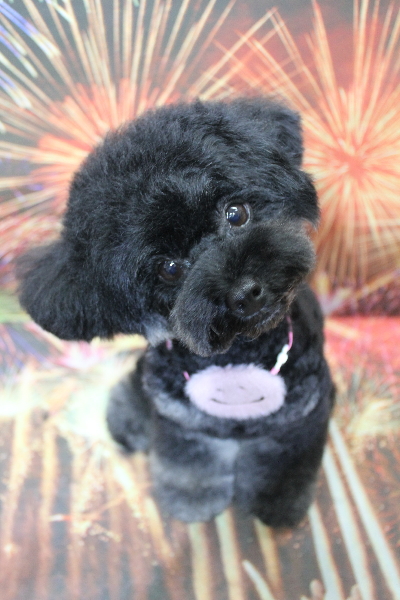 千葉県鎌ケ谷市のトイプードルのトリミング画像