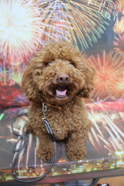 千葉県船橋市のトイプードルのトリミング前画像
