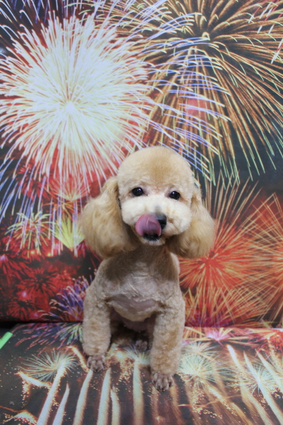 トイプードルブリーダーの成犬、トリミング画像