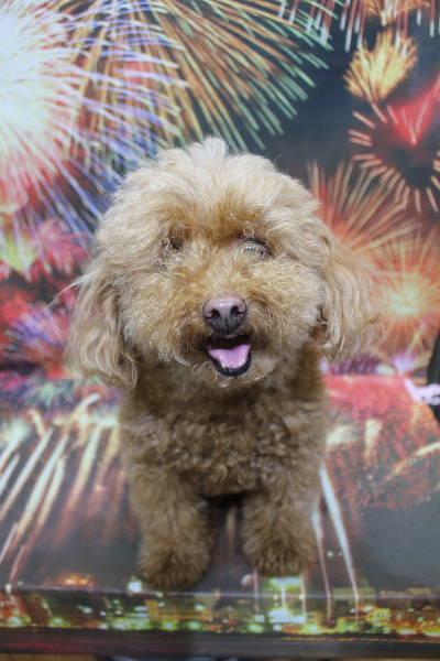 千葉県船橋市のトイプードルのトリミング前画像