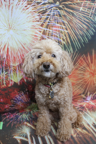 千葉県松戸市のトイプードルのトリミング前画像