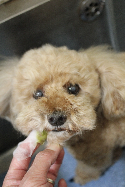 千葉県鎌ヶ谷市のトイプードルの歯磨き画像