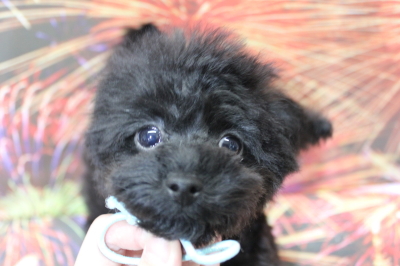 トイプードルブリーダーの子犬、トリミング画像