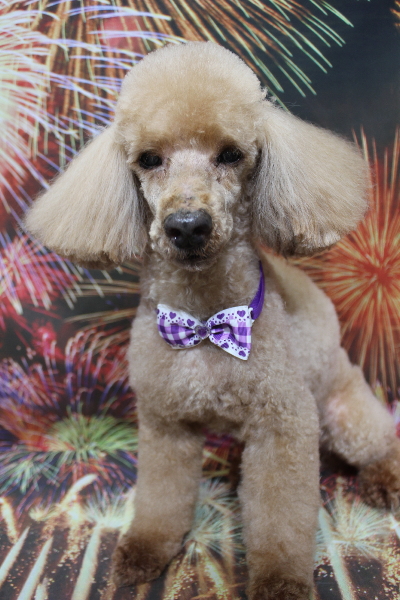 千葉県花見川区トイプードルのトリミング画像