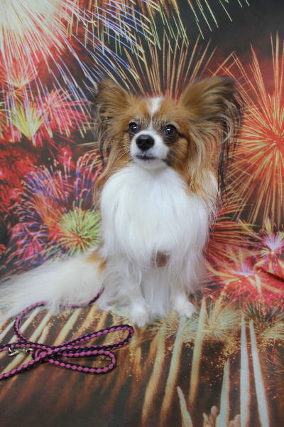 千葉県鎌ヶ谷市のパピヨンのトリミング前画像