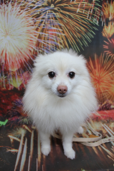 千葉県鎌ケ谷市ポメラニアンのトリミング前画像
