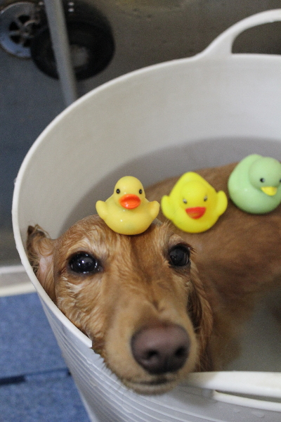 千葉県船橋市のミニチュアダックスの炭酸泉画像