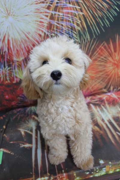 千葉県鎌ケ谷市のミックス犬のトリミング前画像