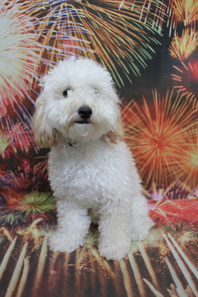 千葉県松戸市のトイプードルのトリミング前画像