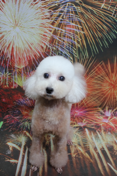 トイプードルブリーダーの成犬、トリミング画像