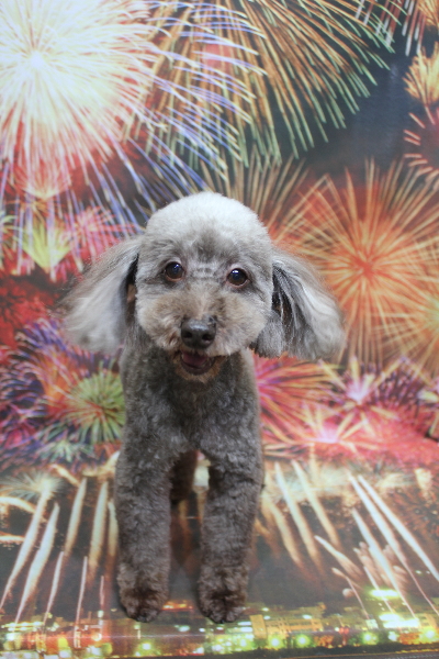 トイプードルブリーダーの成犬、トリミング画像