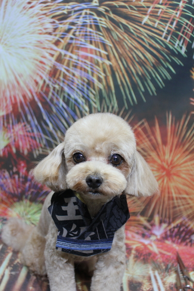 千葉県船橋市のミックス犬のトリミング画像