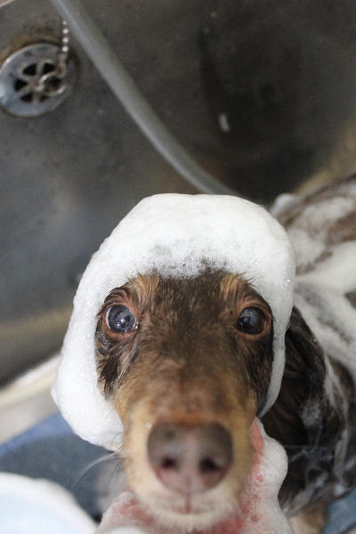 千葉県松戸市のミニチュアダックスのシャンプー画像