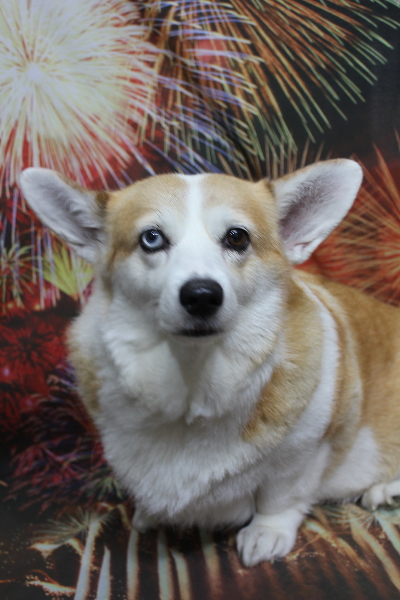 千葉県船橋市のコーギーのトリミング前画像