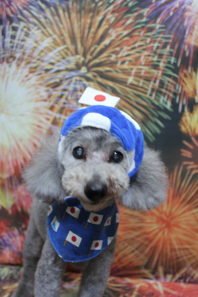 千葉県船橋市のトイプードルのトリミング画像