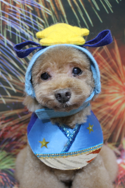 千葉県船橋市のトイプードルのトリミング画像