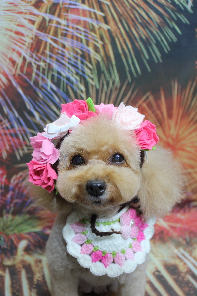 千葉県船橋市のトイプードルのトリミング画像