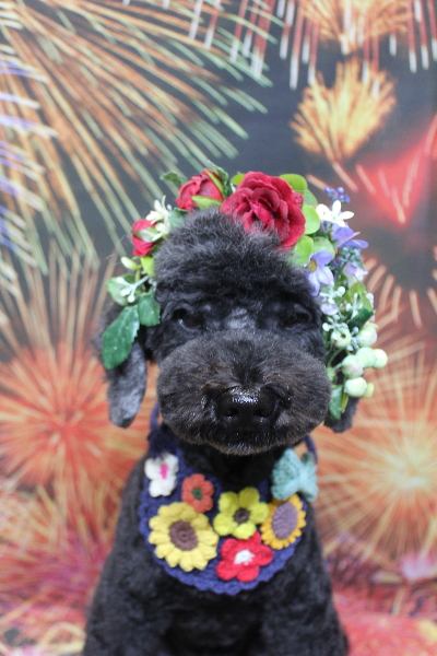 千葉県松戸市のトイプードルのトリミング画像