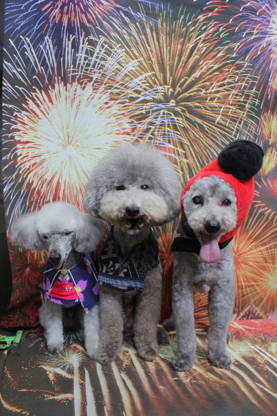 千葉県船橋市のトイプードルのトリミング画像