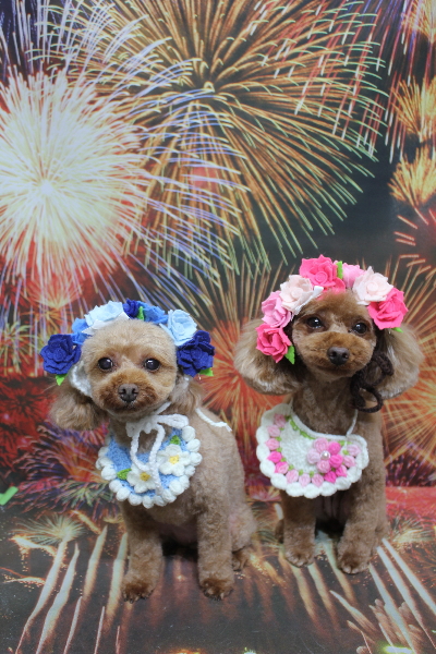 神奈川県横浜市のトイプードルのトリミング画像