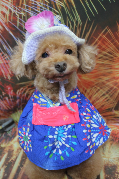 千葉県船橋市のトイプードルのトリミング画像