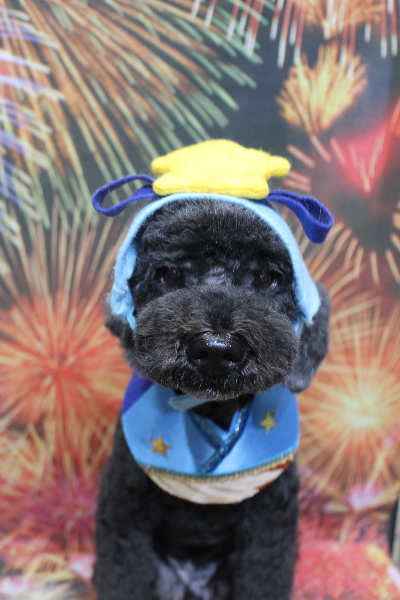 千葉県松戸市のトイプードルのトリミング画像