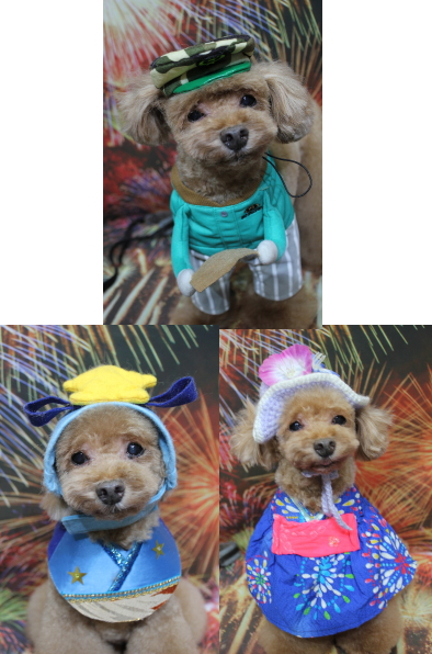 千葉県船橋市のトイプードルのトリミング画像